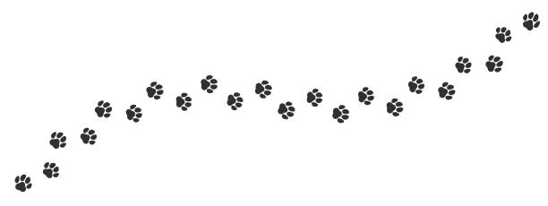 istockphoto-1138089752-612×612 Paw print trail on white background. Vector cat or dog, pawprint walk line path pattern background