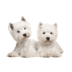 West-Highland-White-Terrier-1